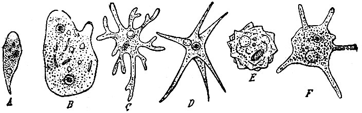      .  - Amoeba limax; B - Pelomyxa binueieata; C - Amoeba radiosa; E - Amoeba verrucosa; F - Amoeba polypodia ( ,  )