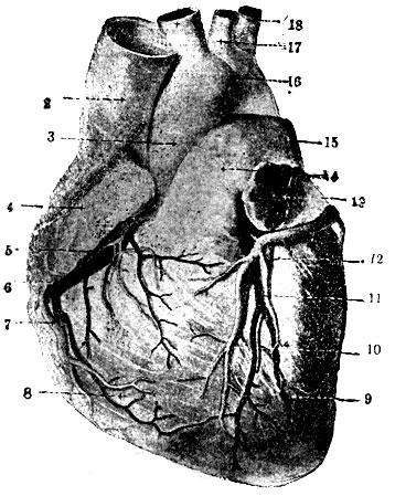  V. 1. . 2.  . . 1.    . - 1.  , arteria anonyma. - 2. .  , vena cava superior. - 3. . , aorta ascendens. - 4. . , atrium dexter. - 5. . . , v. cardis anterior. - 6. Art. coronaria dextra. - 7. . 5. - 8. - . , ventriculus dexter. - 9.  , ventr. sinister. - 10. Sulcus longitudinalis anterior. - 11. Ramus ascendens anterior art. coron. sin. - 12. V. cordis magna. - 13. . , atrium sinistr. - 14. . , art. pulmonalis. - 15. Ramus sin. art. pulm. 16.  . - 17. .   , art. carotis communis sin. - 18. . . ., art. subclavia sin