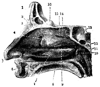  V. 1. . 2.  . . 3.       , . - 1. Sinus frontalis. 2. Spina frontalis. - 3. Os nasale. 4. .   concha nasalis media.- 5. Vestibulum. - 6. Labium superius. - 7. . . ., concha nas. inferior. - 8. Meaus nasi inferior. - 9. Meat. n. medius. - 10.    . - 11. Labium anterius. - 12.  , fornix pharingis. - 13. Sinus sphenoidalis. - 14.   , c. n. superior. - 15. Meatus n. s. - 16. Crista galli