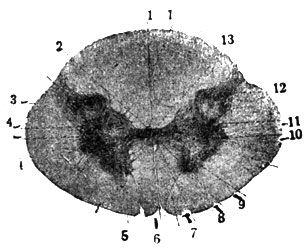  XI.  . I. . 2.   ep.    .  . - 1. Sulcus medianus posterior. - 2. Canalis centralis. - 3. Substantia gelatinosa (Rolandi). - 4. leus dorsalis. - 5. Columna anterior. - 6. Fissura mediana rior. - 7. Commissura anterior alba. - 8. Comm. ant. grisea. - 9. Substantia grisea centralis. - 10. Colum. lateralis. - 11. Cervix.12. Apex colum. posterioris. - 13. Commiss. sterior. - 14. .-. 