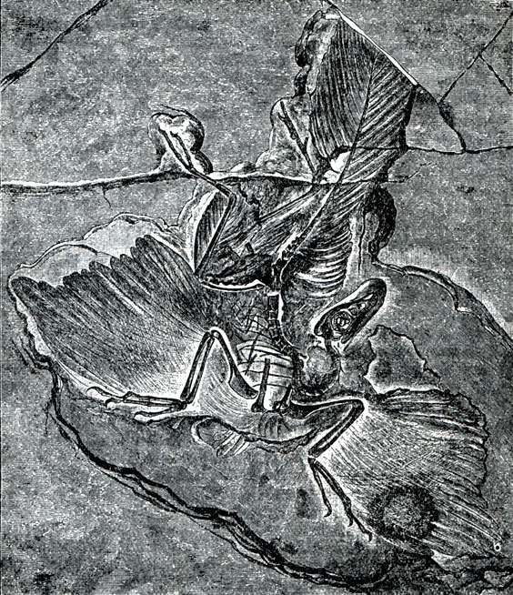 Arckaeopteryx macrura