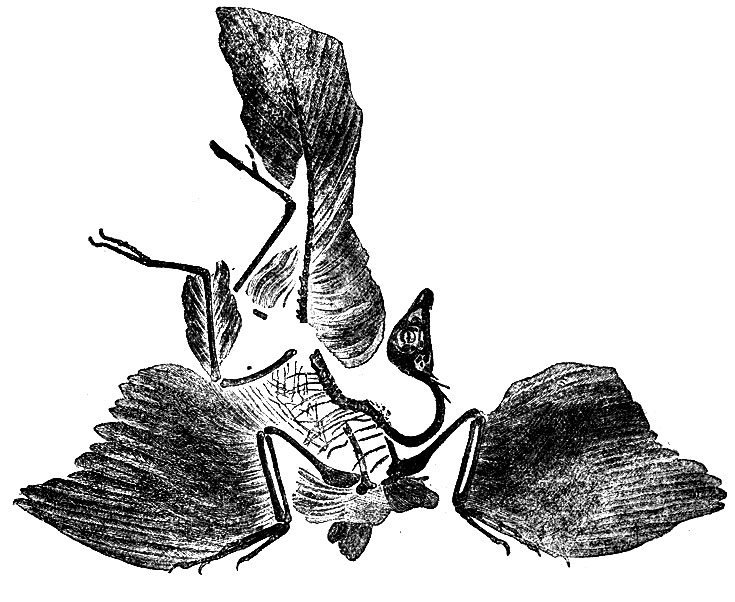 Arckaeopteryx macrura
