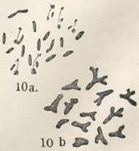 . 10. Bacillus radkicola: )  ,       .  -   ,  ; b)       ,    (  '')