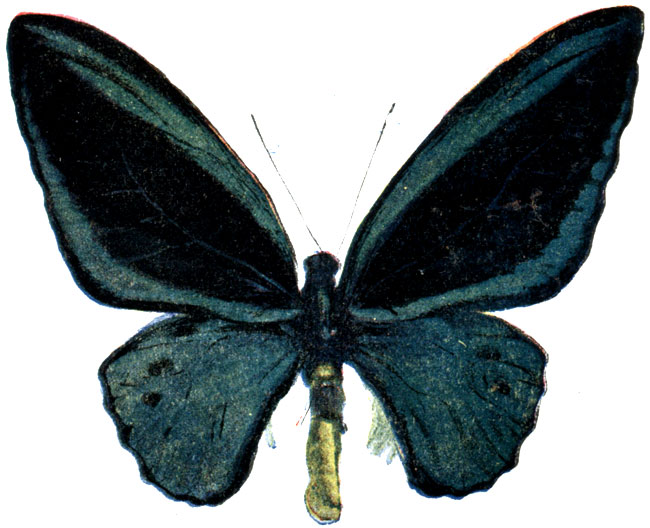 1. Ornithoptera priamus