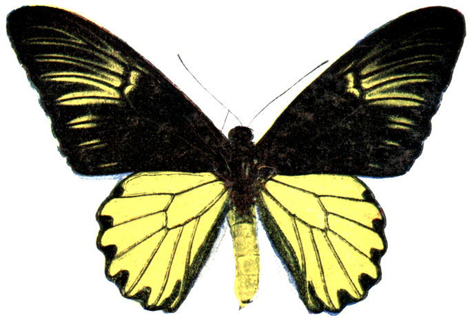 2. Ornithoptera amphrysos