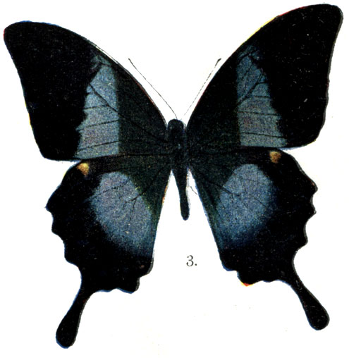 3. Papilio ulysses