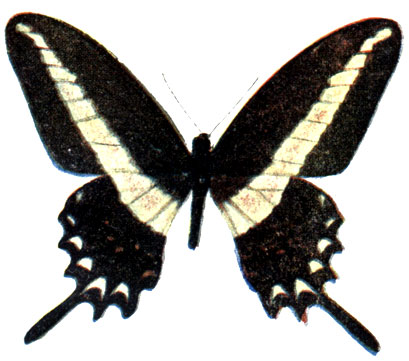 4. Papilio hectorides