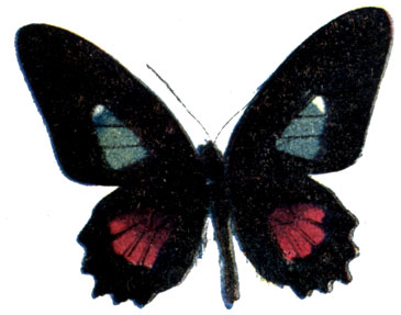 5. Papilio calcli