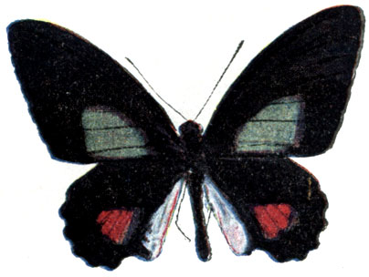 6. Papilio pyrochles