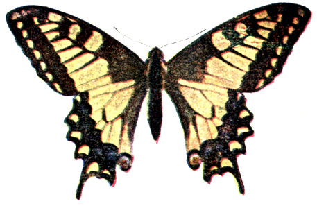 7. Papilio machaon, 