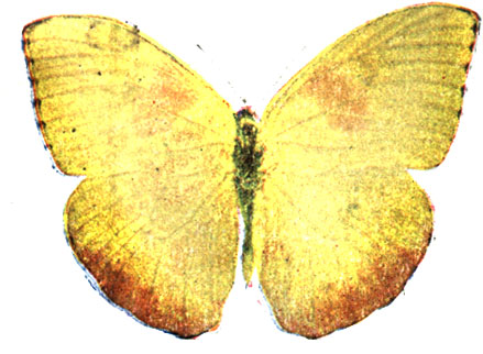 9. Catopsilia philea