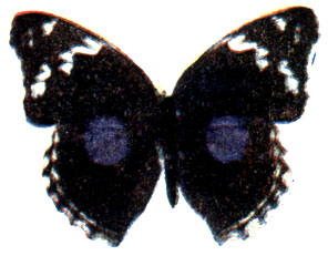 15. Junonia clelia