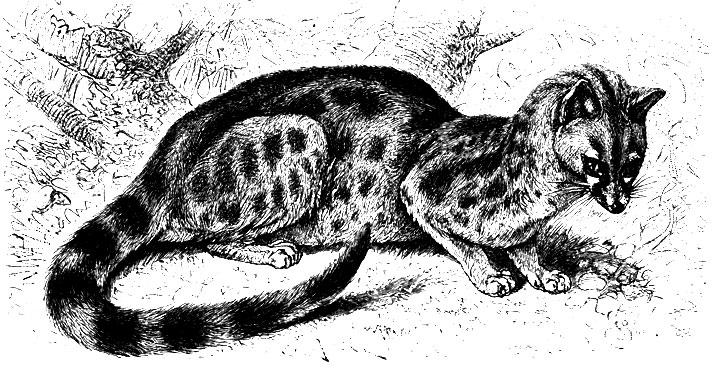 Веверовые. 2. Енотовая кошка (V. genetta)