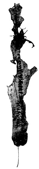 Рис. 2. Свекловичный долгоносик на листочке свеклы, сильно поврежденном жуками (по Поспелову)