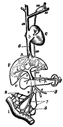 Рис. 2. Схема путей кишечного всасывания. I - кишка, P - поджелудочная железа, R - селезенка, F - печень, C - сердце; 1 - ствол воротной вены; 3 - селезеночная вена; 5 - печеночные вены; 6 - нижняя полая вена; 7 - хилоносные сосуды; 8 - мезентериальные железы; 9 - цистерна Пекэ; 10 - грудной проток; 11 - подключичная вена; 12 - верхняя полая вена