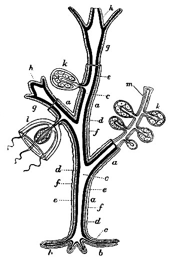 Рис. 1. Схематическое изображение возможных видоизменений в строении гидрополипа, особи которого не прикрыты чашечкой (группа Gymnoblastea)