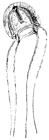 Рис. 6. Syncoryne frutescens Allman, отпочковавшаяся от гидроидного полипа гидромедуза (по Гинксу)