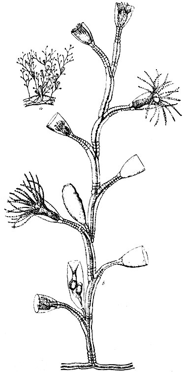 Рис. 14. Campanularia flexuosa Hincks. a - общий вид колонии, b - увеличено видны мужские гонофоры (по Гинксу)