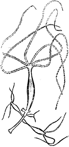 Рис. 15. Почкование бурой гидры (H. fusca L.). Меньшие почки появились позже больших (по Коршельту и Гейдеру)