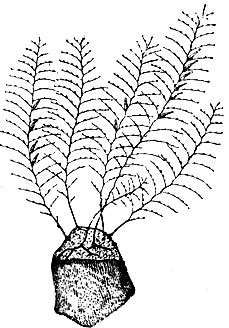 Рис. 18. Plumularia setacea Ellis (по Гинксу) приблизительно в натуральную величину