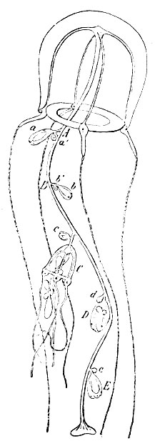 Рис. 20. Медуза из сем. Sarsiidae (Dipuraena dolichogaster) с 5 группами почек на вытянутой в длину глоточной трубке. А-Е - дочерние почки (сидевшие в А и В уже отделились), а-е - замещающие почки I порядка, а'-b' - замещающие почки II порядка. На дочерней медузе C глоточная трубка снова снабжена новыми почками