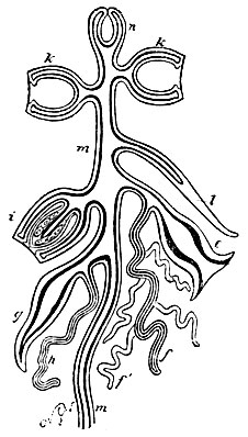 Рис. 21. Схематическое изображение возможных изменений медузоидных и полипоидных особей в колонии Siphonophora. n - гидростастич. аппарат (воздушн. пузырь), k - плавательные колокола, I - покровные пластинки, i - половые медузоиды, g - щупальцевидная особь (дактилозоид) со щупальцем h, е - питательная особь (гастрозоид) с ветвистым щупальцем (арканчиком), m - общий ствол колонии